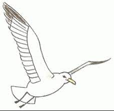 Pin On Seagulls In Flight