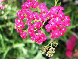 Yarrow Pink Wild Rose College Of Natural Healing Healing Flowers Flower Essences Yarrow Flower