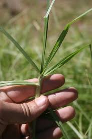 Image result for Cenchrus clandestinus