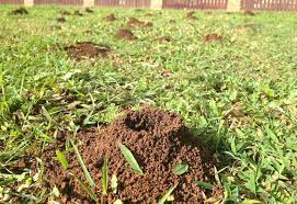 Maybe you would like to learn more about one of these? 10 Best Ways To Kill Ants In Your Yard Naturally Safe Eco Friendly Organic Pest Control