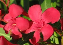Nomi di fiori e piante. Fiori Rossi Nomi Caratteristiche Origine Immagini Dettagliate