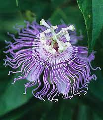 The Kabbalah And Passion Flower