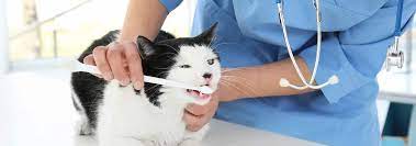 Secondhand smoke can cause other types of cancer: Dangers Of Secondhand Smoke For Your Pet Hill S Pet