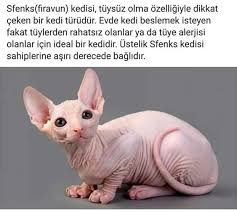 Aybala Adli Kullanicinin Hayvanlar Panosundaki Pin Hayvan Hayvanlar Bilgi Karti
