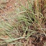 Image result for Andropogon gayanus