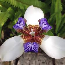 Blooms are fragile and appear almost like a flattened iris blossom. Walking Iris University Of Florida Institute Of Food And Agricultural Sciences