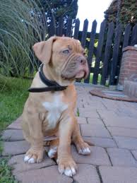 And to act as a guide for judges. Old English Bulldog Rassebeschreibung Vom Wesen