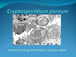 Cryptosporidium parvum is an intracellular protozoan parasite of the family. Cryptosporidium Parvum Ppt Video Online Download