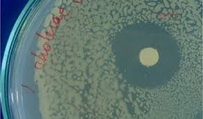 Image result for Senecio polyanthemoides