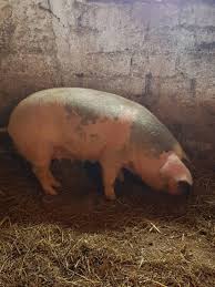 Cauta 53 terenuri de vanzare in brasov. Vand Porci Rasa De Carne Duroc Si Rasa Pi Mica Publicitate