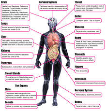 Drinking Alcohol In College Or Anywhere When You Inflamed And Untamed