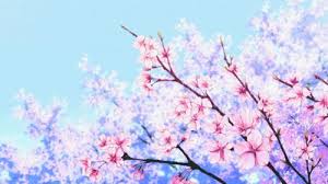 Cherry blossoms or sakura in japanese are a majestic symbol of spring. 31 Cherry Blossom Aesthetic Ideas Cherry Blossom Blossom Scenery