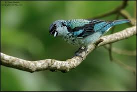 Image result for Bertiera angusiana