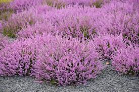 Auf dieser liste finden sie über 50 sorten von blumen bei winterharten pflanzen geht der balkongärtner normalerweise davon aus, dass sie im winter mit unserem klima zurechtkommen und dass sie eine. Winterharte Pflanzen Im Herbst Setzen