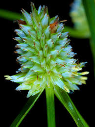 Image result for Kyllinga odorata