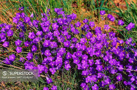 Image result for Linaceae