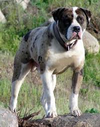 Just over a year old great guard dog reason for sale is that it's a big strong dog and needs someone with plenty experience with this type. Alapaha Blue Blood Bulldog Dog Breed Information And Pictures