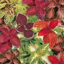 Image result for Coleus alpinus