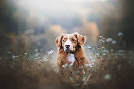 He should be brushed with a pin brush and a comb. Hd Wallpaper Dogs Nova Scotia Duck Tolling Retriever Depth Of Field Pet Wallpaper Flare