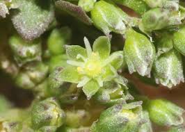 Image result for Polycarpon