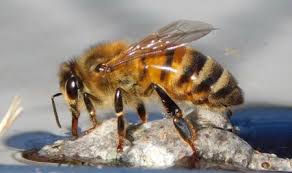 Honey bees require flower species with small blooms that allow the honey bee to reach the plant nectar such as yellow sweet clover, sainfoin, buckwheat, canola seed, mountain mint, crimson clover, rocky mountain bee plant,goldenrod, etc. Https Www Massbee Org Wp Content Uploads 2020 02 Spring Newsletter 2020 Pdf
