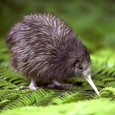Kiwi From New Zealand Luxury Travel Antipodeanluxurytravel On Instagram This Little Guy Is So Cute So Lucky To Have Such Flightless Bird Baby Kiwi Birds