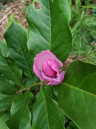They're pricey, but they're the kind of btw, this magnolia green bag is a brand new limited edition color of the most popular lily jade bag. Magnolia Liliiflora Lily Magnolia North Carolina Extension Gardener Plant Toolbox