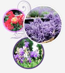 Dried lavender flowers and chestnuts in the circle shape. Dried Flowers Suppliers