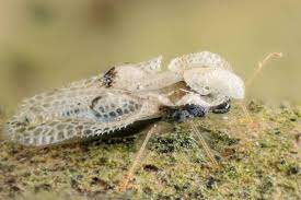 Bucureștiul este de ceva vreme încoace invadat de o nouă specie de insectă, asemănătoare țînțarului. Tigrul Platanului Corythucha Ciliata Descriere Simptome Combatere Degradina