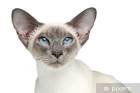 Jesseniah Siamese and Orientals – Pedigree Siamese and ...