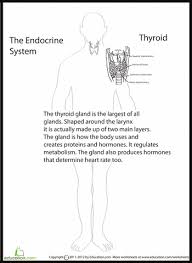 Human Anatomy Thyroid Worksheet Education Com Thyroid Human Anatomy Thyroid Awareness