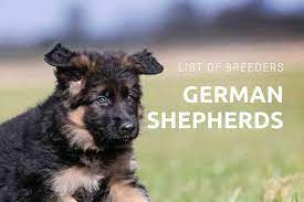 The german shepherd is a relatively new breed of dog, with its origin dating to 1899. German Shepherd Breeders Near Me Embora Pets