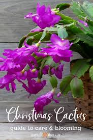Cactus flowers provide bright, clear color. How To Get A Christmas Cactus To Bloom Watering Propagating More