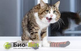 u koshki otkazali zadnie lapy prichiny i priznaki