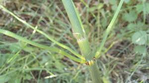 Image result for Equisetum ramosissimum