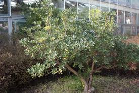 Image result for Pittosporaceae