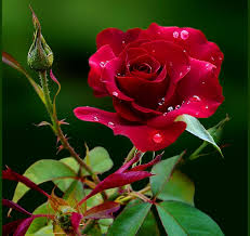 Love Rose Hd Wallpapers 1080p Is Free On Elsetge Cat Please Download And Share This Free Wallpapers Flowers Rose Buds Red Flowers