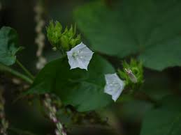 Image result for Jacquemontia paniculata