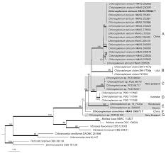 Image result for Chlorosplenium chlora