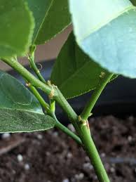 Why does my lemon tree have yellow leaves? What Are Those Little Hook Like Leaves On My Lemon Tree They Grow And Then Fall Off Gardening Garden Diy Home Flower Lemon Tree Garden Tags Growing Fruit