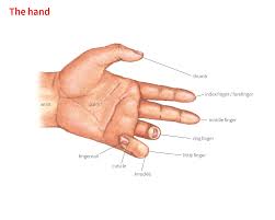 I'm not sure how to explain it better. Knuckle 1 Noun Definition Pictures Pronunciation And Usage Notes Oxford Advanced Learner S Dictionary At Oxfordlearnersdictionaries Com