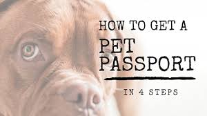 Certificate for international pet travel. How To Get A Pet Passport To Travel With Your Pet Rush My Passport