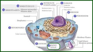 Check spelling or type a new query. Fungsi Badan Golgi Pengertian Struktur Dan Gambar