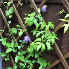 Check spelling or type a new query. Clematis Alpina Frankie Clematis Alpina Frankie Uploaded By Shelleyb