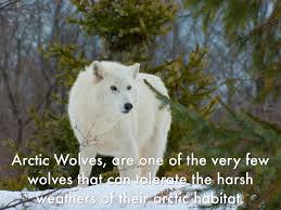 However, arctic wolves seem to approach us more than other subspecies. The Arctic Wolf By Reaweb2530