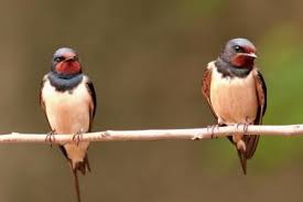 Birds That Make Mud Nests Under Bridges Birds That Make Mud Nests Birds Mud How To Make