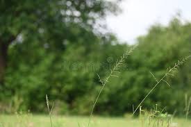 Image result for Sporobolus pyramidalis