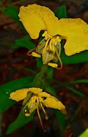 Image result for Aneilema johnstonii