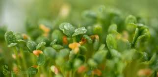 Clover honey health benefits clover honey is proved to be a healthy alternative of sugar intake, thanks to the presence of. Clover Sprouts The Amazing Health Benefits And Nutritional Facts Of Sprouted Clover Seeds Seeds For Sprouting For The Home Sprout Grower