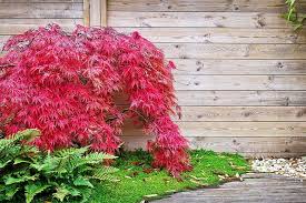 We did not find results for: 9 Best Plants For A Japanese Garden With Pictures Care Guides Trees Com